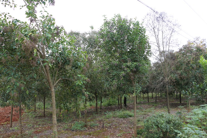 173735105.jpg 女贞.jpg