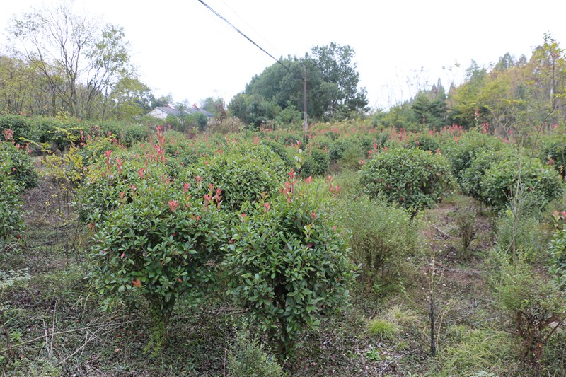 173735120.jpg IMG_7216.jpg