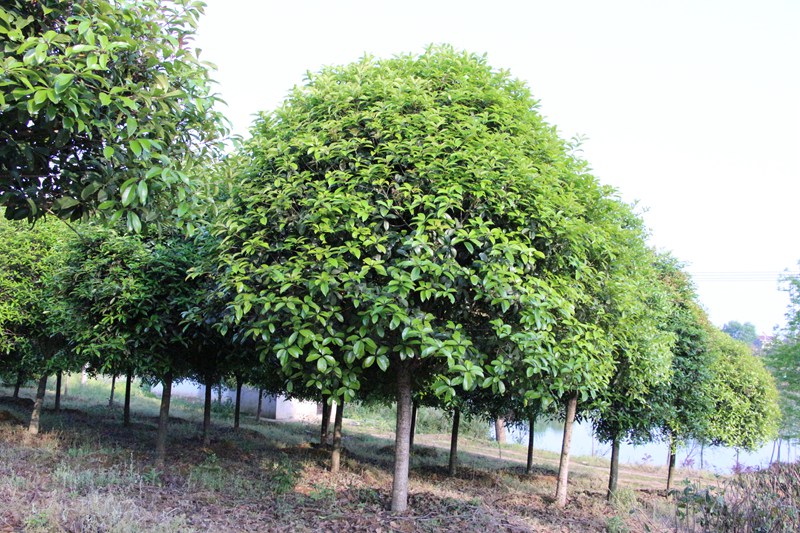 173735137.jpg IMG_6075.jpg