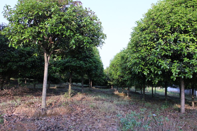 173735725.jpg 石楠.jpg