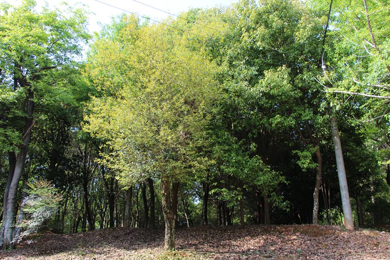 173735759.jpg 朴树.jpg