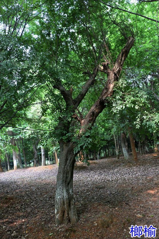 173736120.jpg 10榔榆.jpg