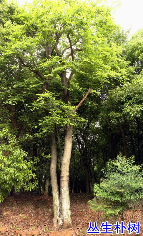 173736234.jpg 6丛生朴树.jpg