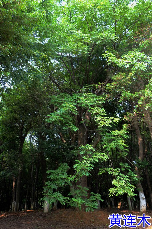 173736793.jpg 20黄连木.jpg