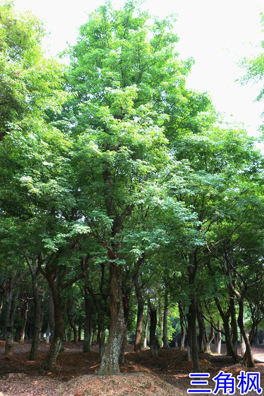 151724340.jpg 14三角枫.jpg