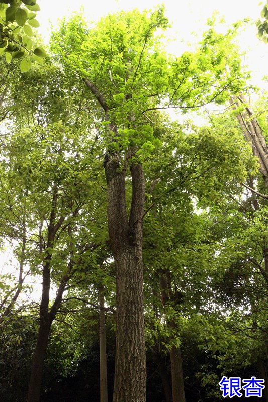 151921632.jpg 16银杏.jpg