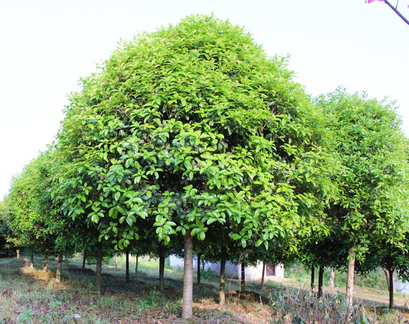 163342693.jpg 石楠1.jpg