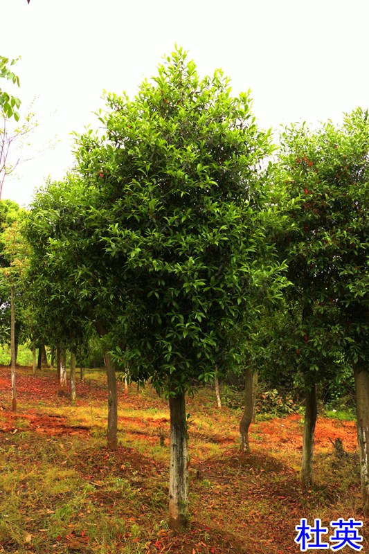 171958106.jpg 28杜英终1.jpg